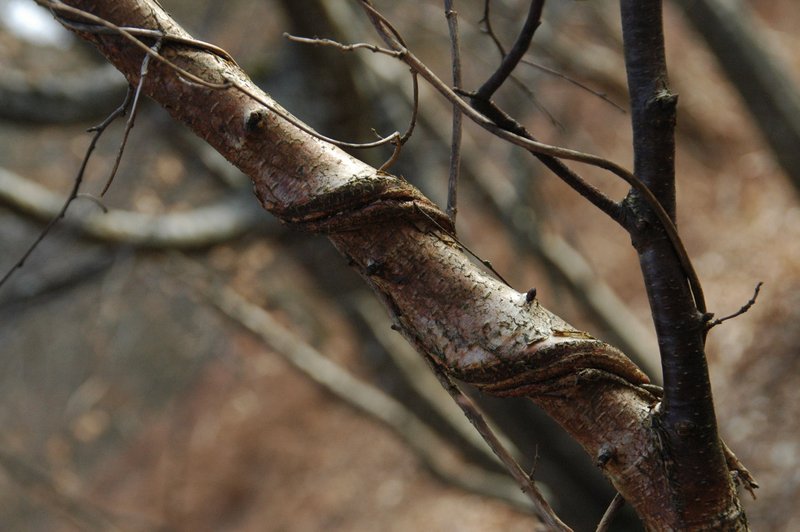 Lichens forestiers 3.3.2013 049